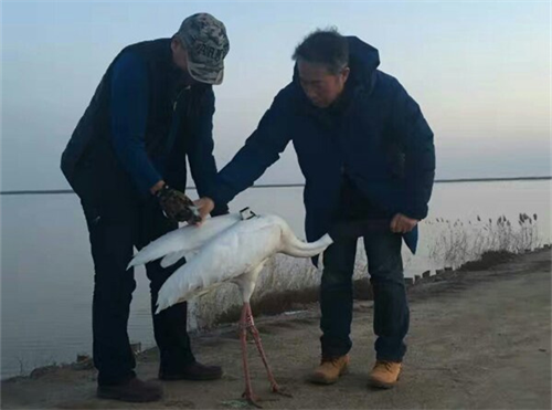尊龙凯时,湖南野生动物追踪,湖南卫星追踪器,湖南追踪器 尊龙凯时,湖南野生动物追踪,湖南卫星追踪器,湖南追踪器