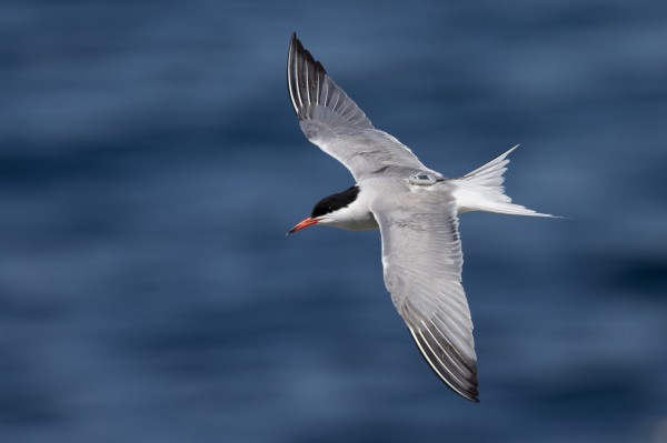 ×ðÁú¿Ê±,ºþÄÏÒ°Éú¶¯Îï×·×Ù,ºþÄÏÎÀÐÇ×·×ÙÆ÷,ºþÄÏ×·×ÙÆ÷ ×ðÁú¿Ê±,ºþÄÏÒ°Éú¶¯Îï×·×Ù,ºþÄÏÎÀÐÇ×·×ÙÆ÷,ºþÄÏ×·×ÙÆ÷